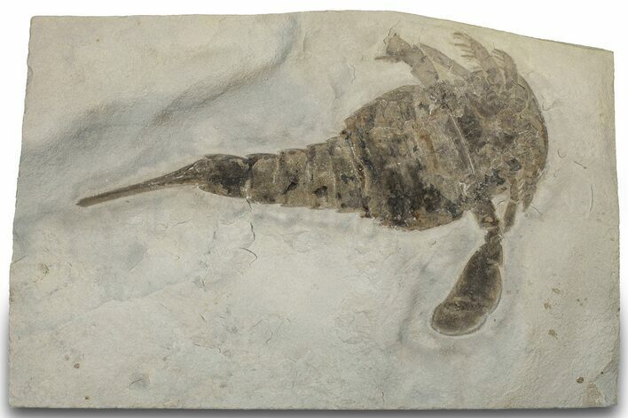 Eurypterus (Sea Scorpion) Fossil - New York #310222